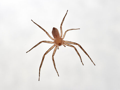 Isolated spider in a white background. Running crab spider. Philodromidae family.    