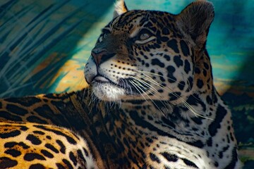 Closeup of a jaguar looking up. © Rashed Almasri/Wirestock Creators