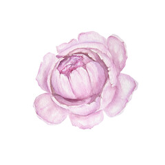 Fototapeta premium Watercolor illustration of pink peony flower isolated