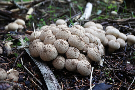 Lycoperdon perlatum, Close-up mushrooms in the autumn forest.