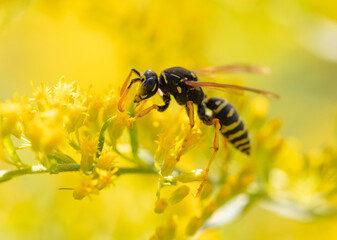 Wasp on a yellow flower.