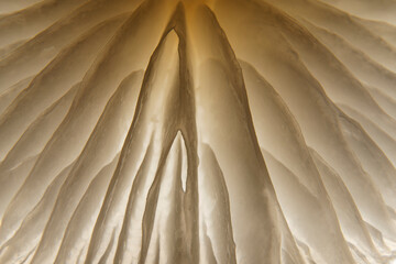 Magic mushroom, close-up of a mushroom from below. The mushroom lamellae give an interesting structure in the light. Copy space for your design or product. Web banner. © Stefan