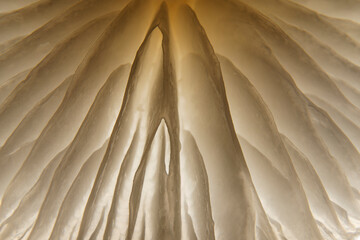 Magic mushroom, close-up of a mushroom from below. The mushroom lamellae give an interesting structure in the light. Copy space for your design or product. Web banner.
