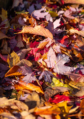Beautiful first signs of autumn morning with bright coloured leaves with sunshine.