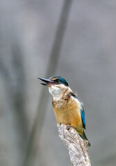 a sacred kingfisher