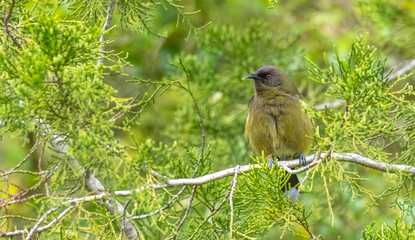 new Zealand bellbird