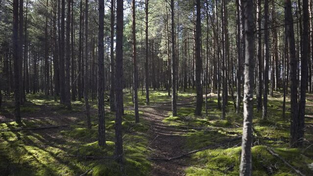 Walk through the coniferous forest in the dunes of the Baltic. Green bright moss on the path between the trees. Sunny warm day in early autumn in Latvia.