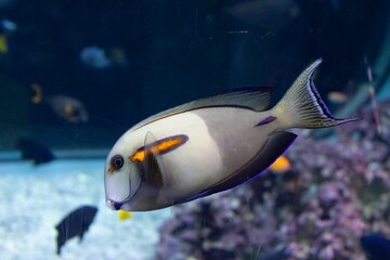 Orange band surgeonfish swimming underwater