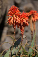 Aloe vera Pflanze mit Blüten, Heilpflanze und Nutzpflanze