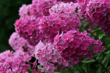 Phlox Gartenpflanze mit Blüten