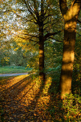 Obraz premium Trees illuminated by the warm light of the setting sun