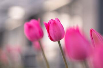 Pink tulips in a flower bed. The tulip bud sways in the wind. Flowerbed in the garden. Beautiful...