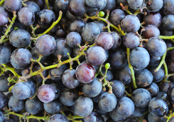Fototapeta premium bunch of grapes organic fruits in autumn
