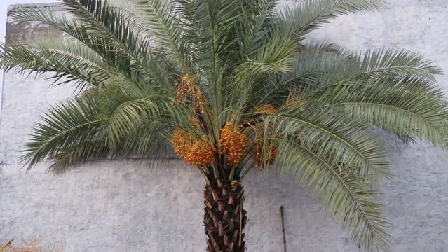 date palm tree with fresh dates on the it