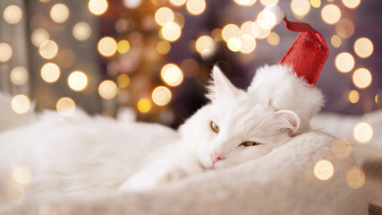 Cute white, fluffy cat in a Santa Claus hat on the background of blurred Christmas lights, lying on...