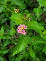 Pink and yellow flowers 