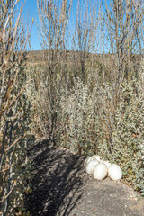 Egg shells in the labyrinth at Sterland Caravan Park, Sutherland