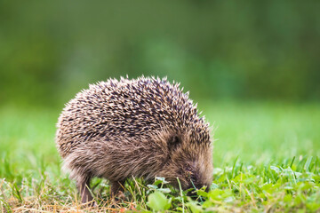 Hedgehog looking for food on a green lawn
