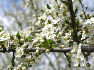 white cherry tree blooms violently in spring against the blue sky