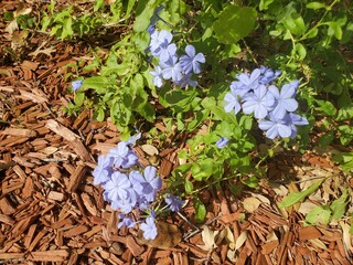 flowers in the garden