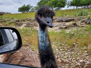 ostrich in the zoo