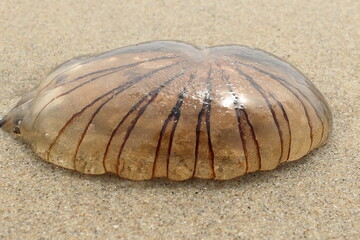seashell on the beach