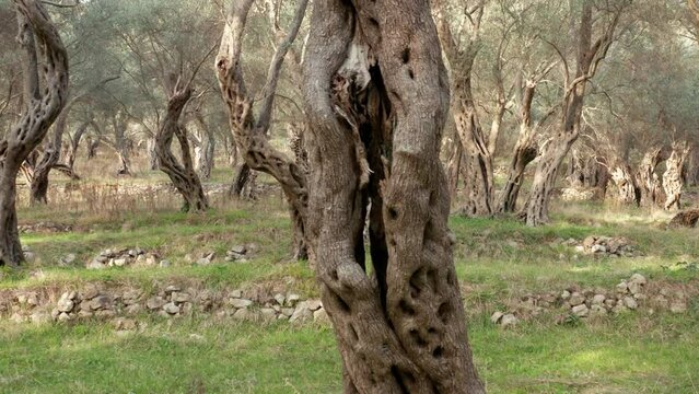 Olive orchard - tree trunks with gnarled barks on green grass. Grove with old trees in the Mediterranean region is the source of olive oil. Establishing shot of beautiful forest or park in the morning