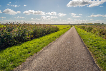 Endlessly long narrow country road in a Dutch polder landscape. On either side of the road is grass and flowering reed plants. It is a sunny day at the beginning of the autumn season.