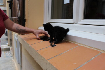 chaton noir sur une  fenêtre