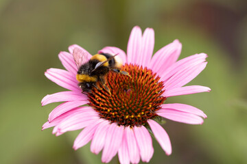 bee on pink flower
