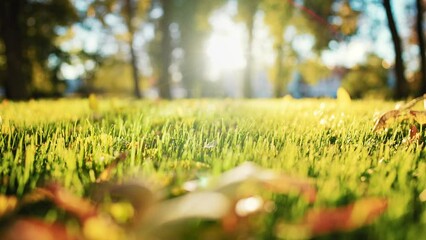 Close-up view of green grass lawn in park background of trees and outdoors nature landscape with blue sky. Fallen autumn leaves lie on ground under sun rays. Beautifully meadow. Panning slider.