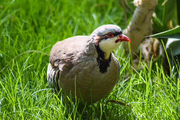 Partridge