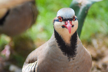 Partridge head