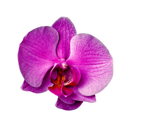 Fototapeta na wymiar purple phalaenopsis orchid, flower in full bloom, isolated from background, macro, background for various graphic design, png file