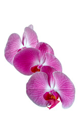 Fototapeta na wymiar purple phalaenopsis orchid, flower in full bloom, isolated from background, macro, background for various graphic design, png file