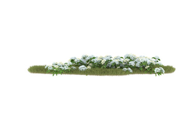 Field of grass with flowers on transparent background. 3d rendering - illustration