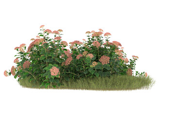 Field of grass with flowers on transparent background. 3d rendering - illustration