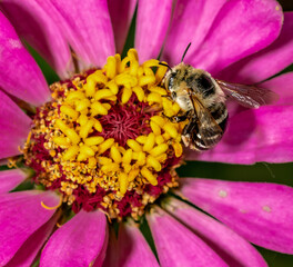Bee in Flower (Macro Close Up Photo)