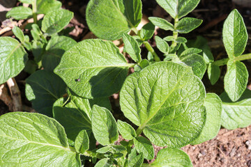 green leaves of potato crop