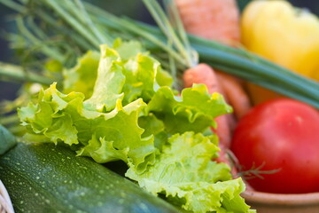 Lettuce close-up. Next to the salad there are also other fresh vegetables: zucchini, tomatoes,  
carrots, peppers and green onions.
