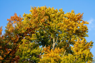 Bunte Färbung eines Eichenbaum im Herbst