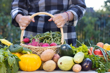 Still life with vegetables in the garden. The hands of a farmer woman hold a basket with a freshly...