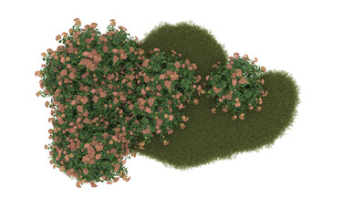 Field of grass with flowers on transparent background. 3d rendering - illustration