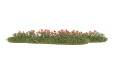 Field of grass with flowers on transparent background. 3d rendering - illustration
