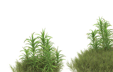 Fototapeta premium Field of grass with flowers on transparent background. 3d rendering - illustration