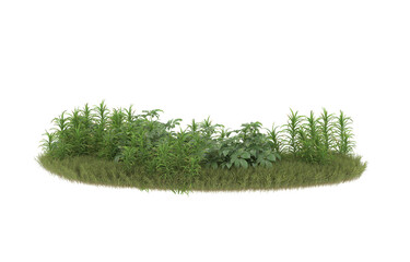 Field of grass with flowers on transparent background. 3d rendering - illustration