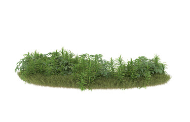 Field of grass with flowers on transparent background. 3d rendering - illustration