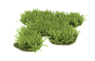 Field of grass with flowers on transparent background. 3d rendering - illustration