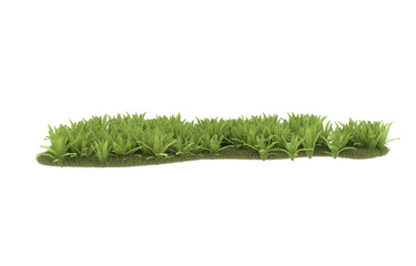 Field of grass with flowers on transparent background. 3d rendering - illustration