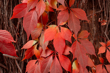Red ivy on a brick wall. Perfect autumn background